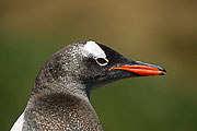 Picture 'Ant1_1_01253 Gentoo Penguin, Pygoscelis Papua, Antarctica and sub-Antarctic islands, South Georgia, Godthul'